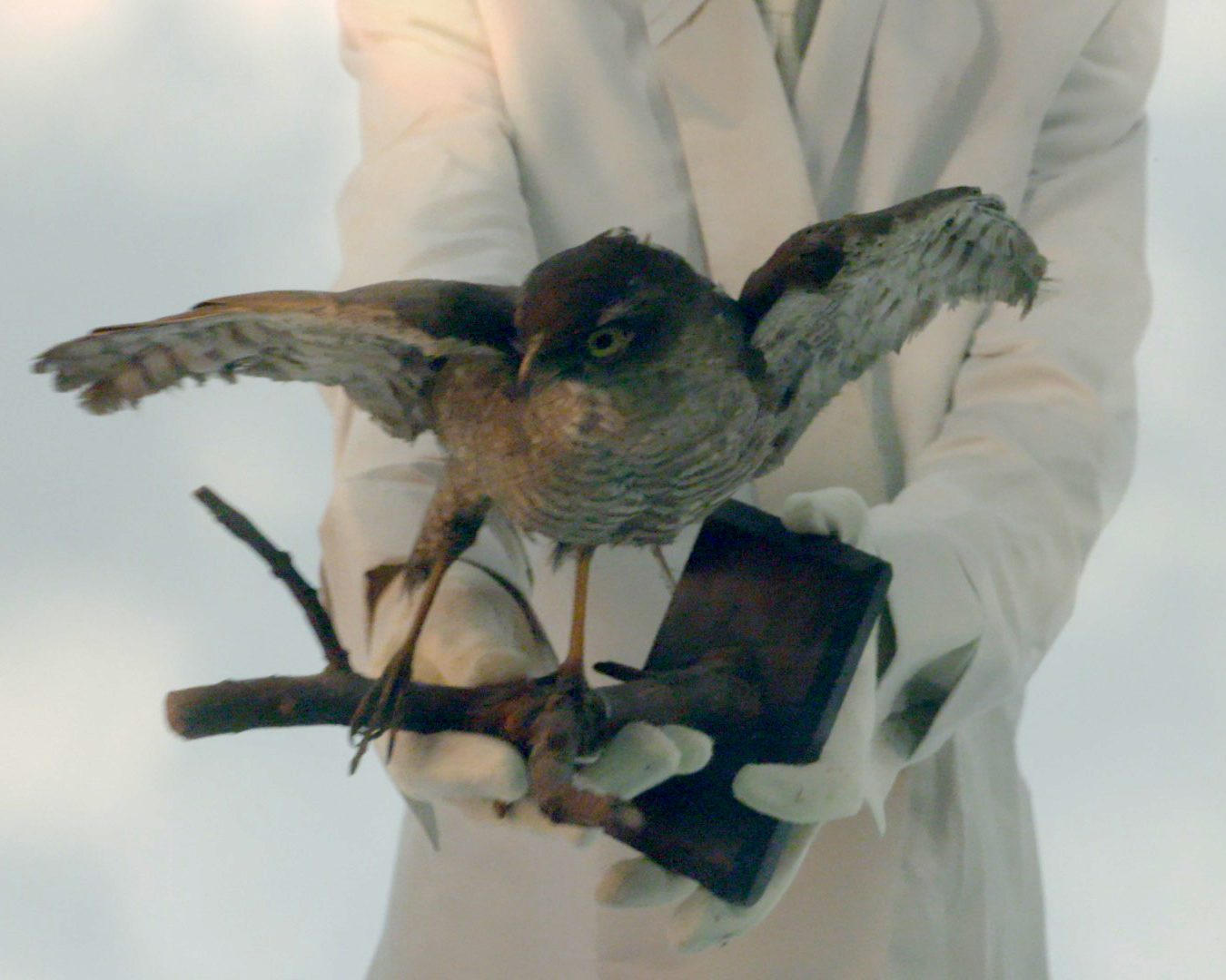 Still aus dem Video birds_cry